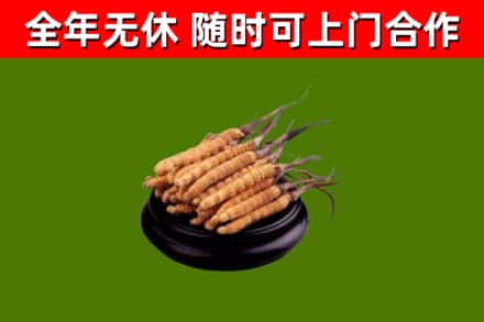 渝水回收冬虫夏草
